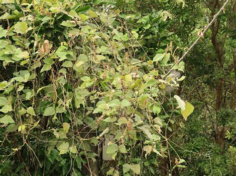 葛類植物 落平川意思